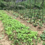 Xiaoqiao Liushui Renjia Inn Hotels near Jinfo Mountain World Insect Museum