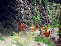 Shuanglin Nongjiale No.3