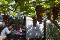Garden Life Hostel