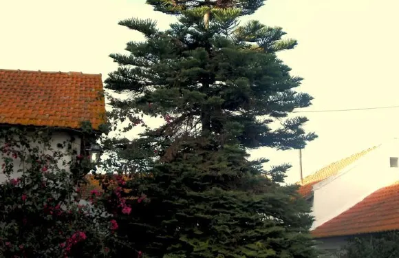 安緹加莫吉姆旅館