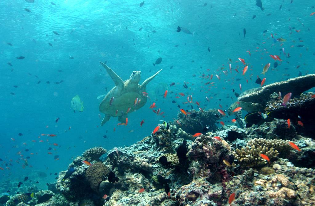 仙本那潛水 | 西巴丹島
