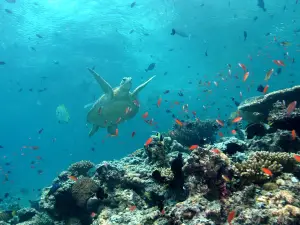 Sipadan Island