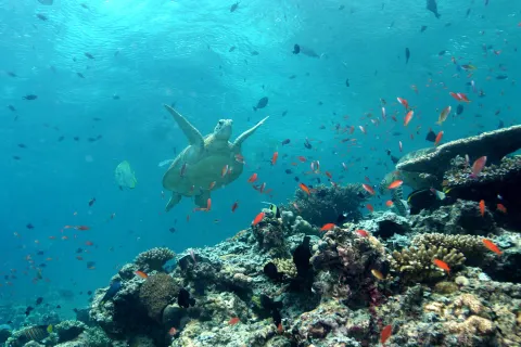 Sipadan Island