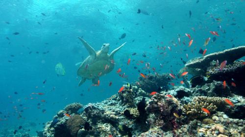 Sipadan Island