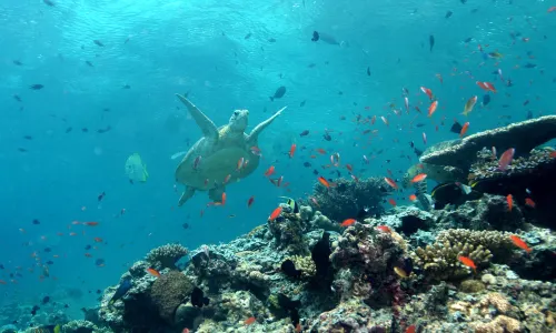 Sipadan Island