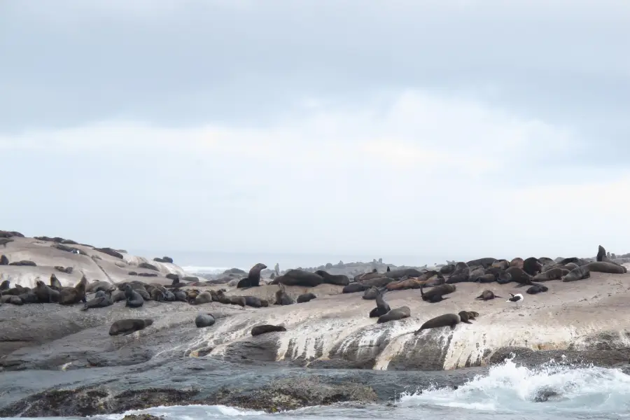 Duiker Island