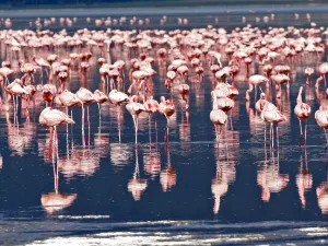 Lake Nakuru