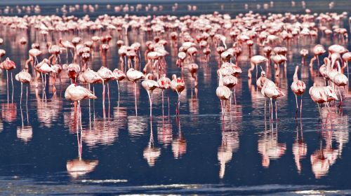 Lake Nakuru