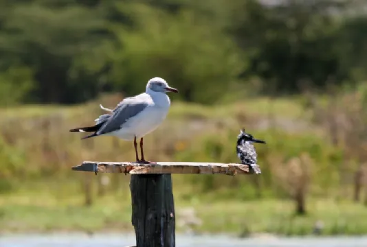 Lake Naivasha