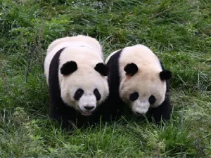 Foping Panda Valley