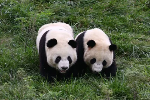 Foping Panda Valley