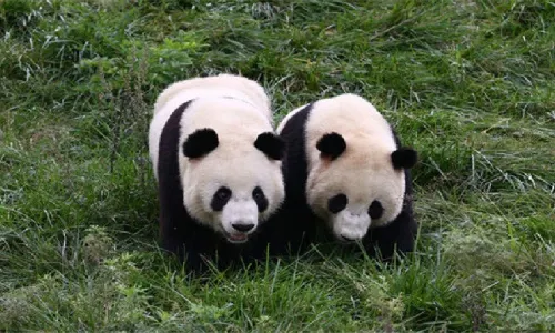 Foping Panda Valley
