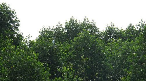 Kota Kinabalu Wetland Ramsar Site