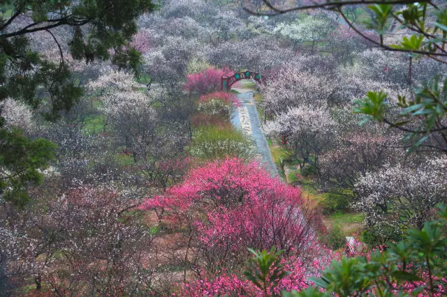 Suzhou Plum Blossom Viewing
