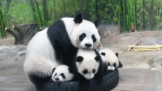 廣州私人導覽一日遊 長隆野生動物世界