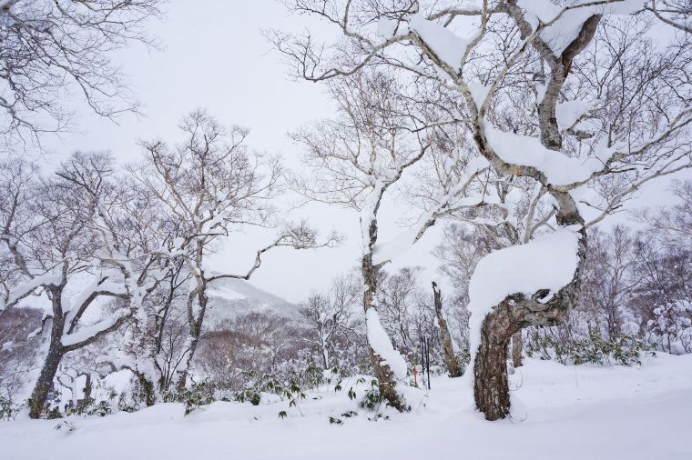 ニセコのスキー場は目的によって選ぼう