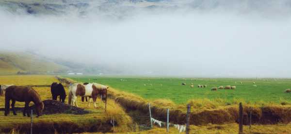 Gastfamilien in Suðurland, Island