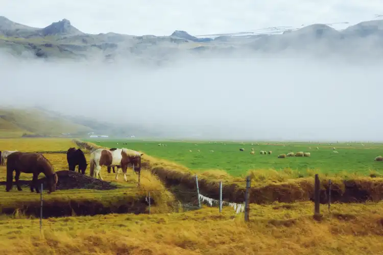 Chez l'habitant de Suðurland, Islande
