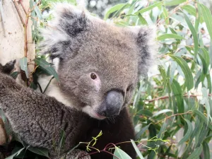 마루 코알라 앤드 애니멀 공원