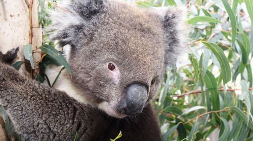 瑪璐考拉和動物公園