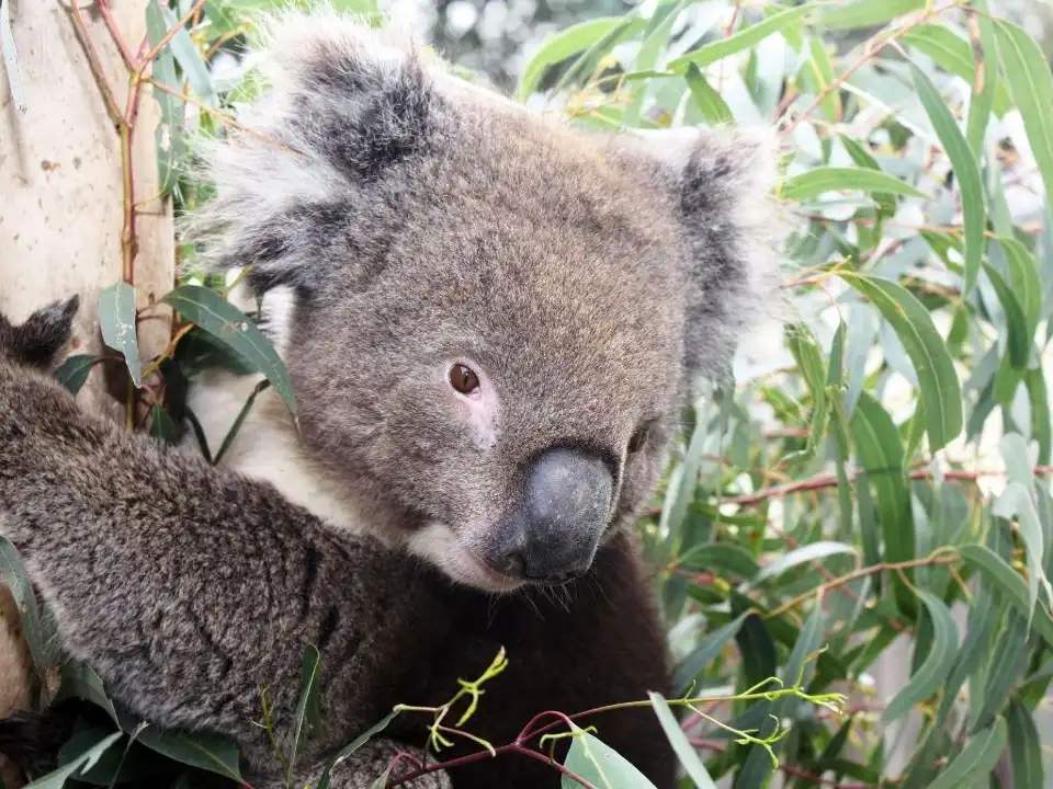 4_瑪璐考拉和動物公園