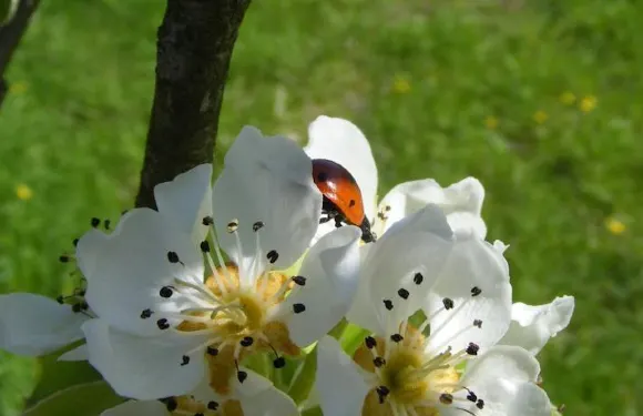 加吉亞斯皮納住宿加早餐旅館