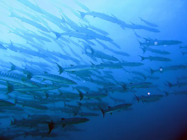 Diving in Similan Islands