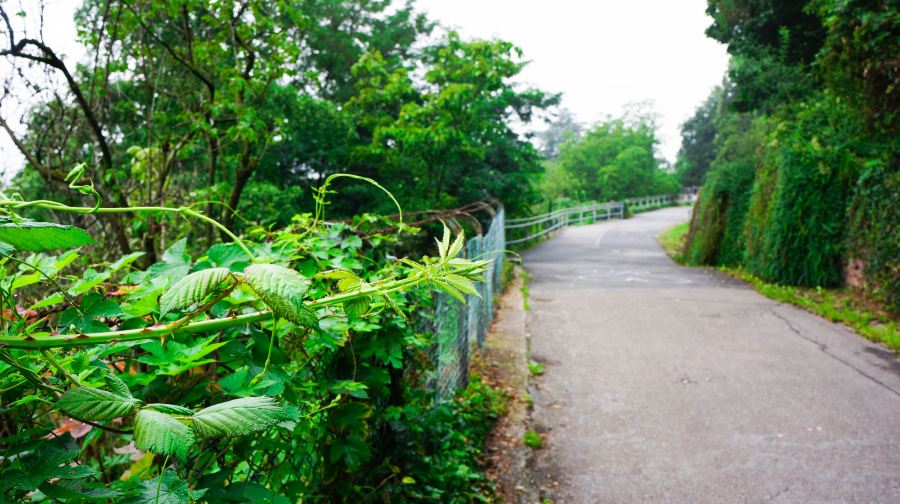 德國海德堡城堡+大酒桶+海德堡老橋+哲學家小徑+海德堡步行街一日遊