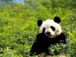 Foping Panda Valley
