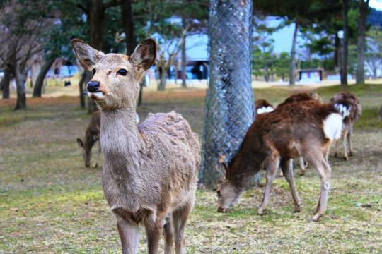 日本+京都大阪清水寺+奈良公園+伏見稻荷大社一日遊