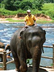 Pinnawala Elephant Orphanage