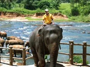 Pinnawala Elephant Orphanage