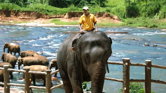 品納維拉大象孤兒院