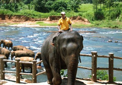 Pinnawala Elephant Orphanage