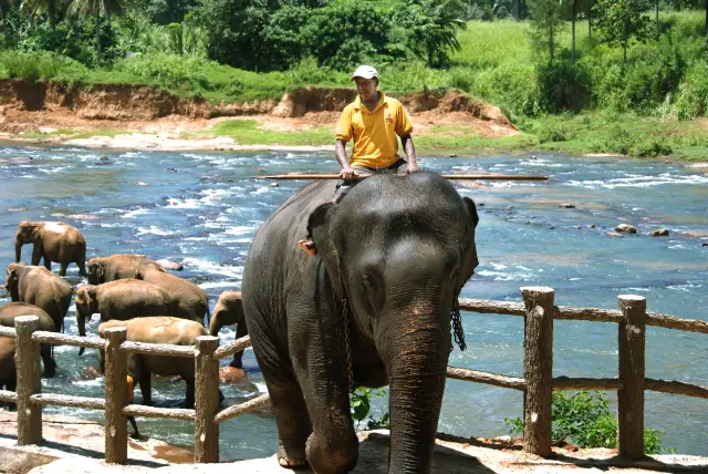 Elephant Interactions in Sri Lanka