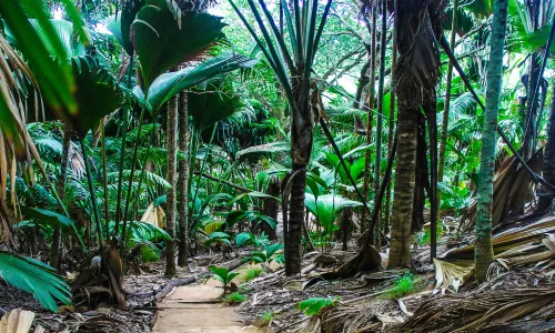 Vallée de Mai Nature Reserve