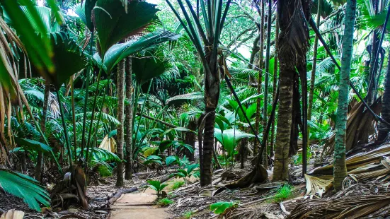 Vallee de Mai Nature Reserve