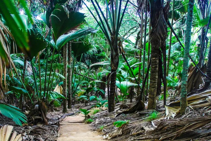 Vallee de Mai Nature Reserve