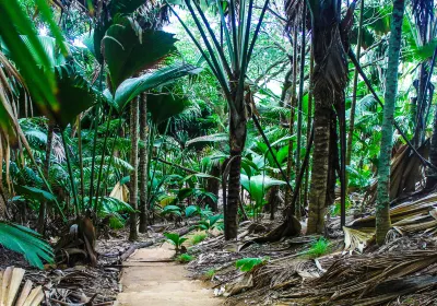 Vallée de Mai Nature Reserve