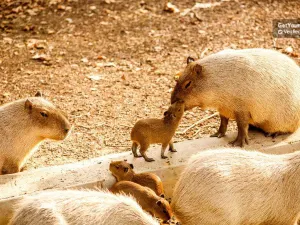 바르셀로나 동물원