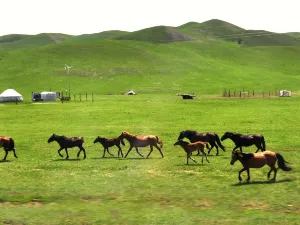 Gonggeer Grassland