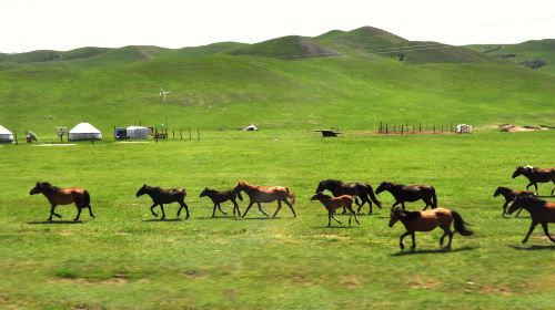 Gonggeer Grassland