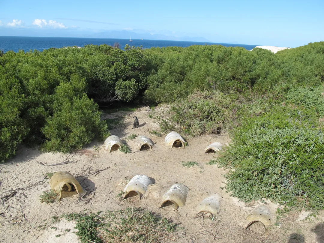 2_Boulders Beach