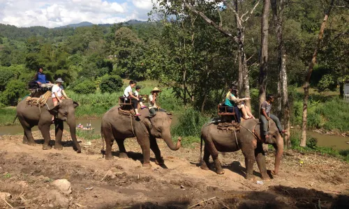 Chiang Mai Elephant Interaction