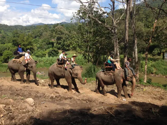 Chiang Mai Elephant Interaction