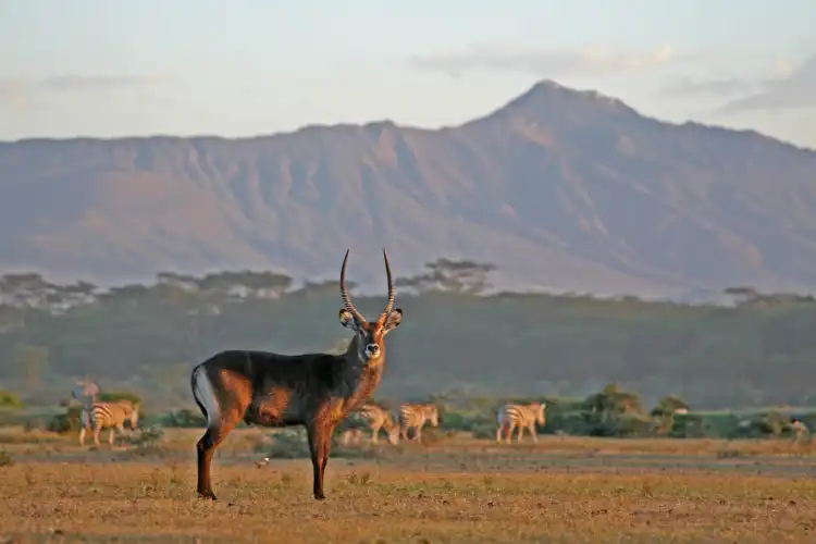 Limuru