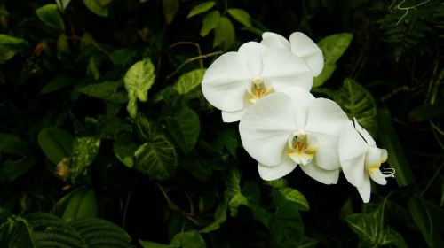 ロイヤル植物園