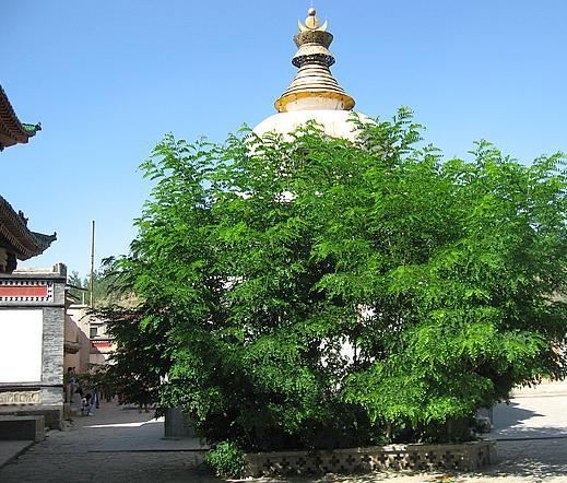 塔尔寺-菩提树