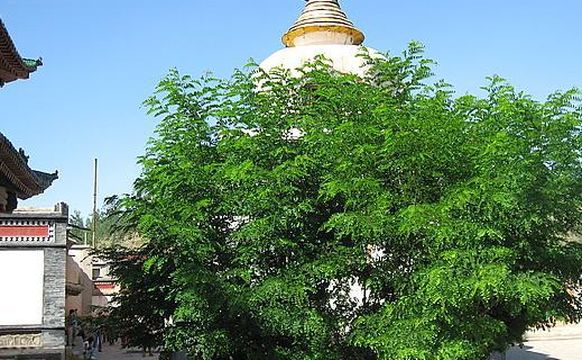 ta er si - pu ti shu