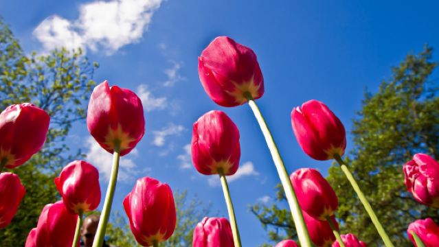 ทัวร์ครึ่งวันคูเคนฮอฟ อัมสเตอร์ดัม เนเธอร์แลนด์ [รถบัสไปกลับ + รวมตั๋วเข้า]